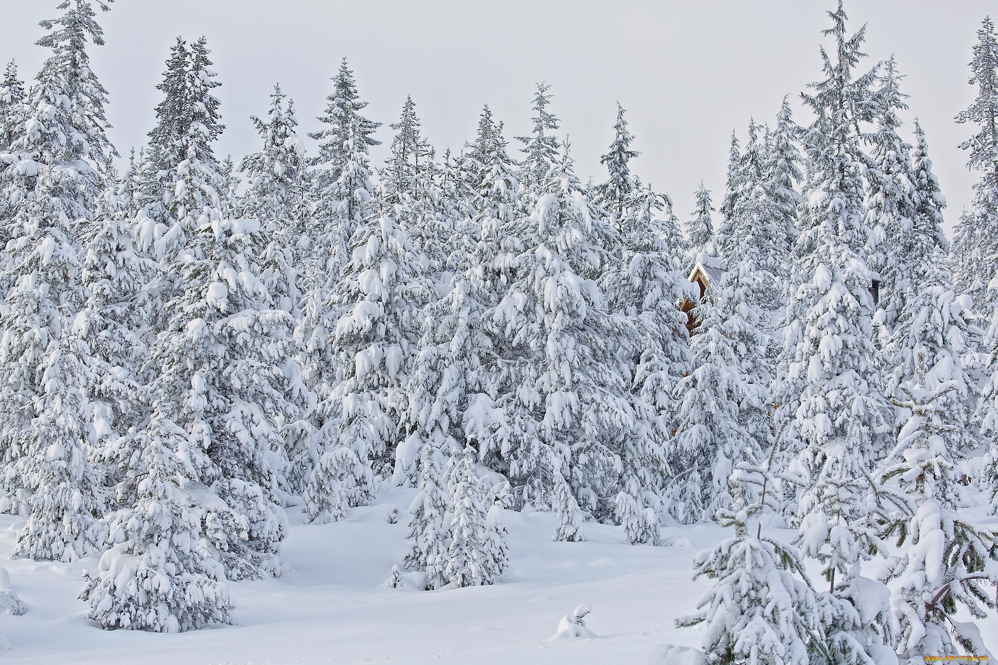 Панорама зимнего сказочного леса